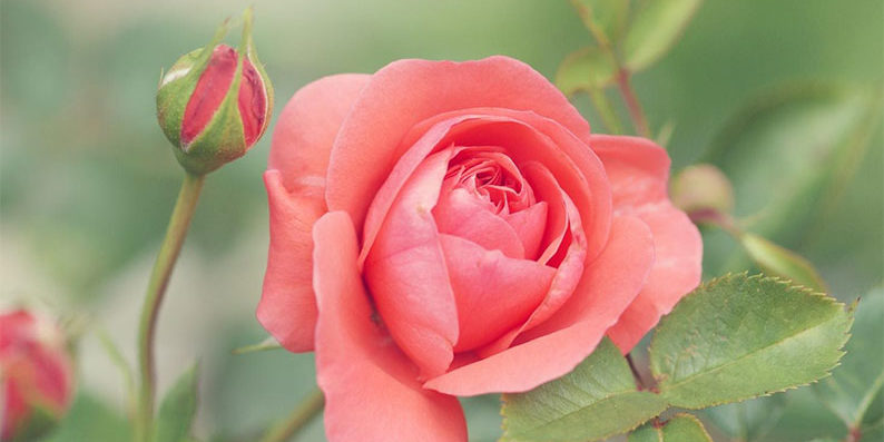 grace of no age menopause ageing women community sisterhood alchemy colour empowerment coral magic nurturing audio rose proaging gracefully