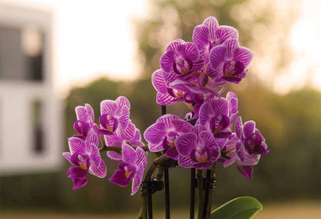 grace of no age menopause ageing women community sisterhood bloom acceptance orchid intention appreciation proaging gracefully