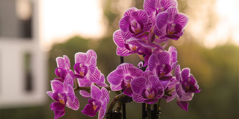 grace of no age menopause ageing women community sisterhood bloom acceptance orchid intention appreciation proaging gracefully